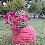 Elena 1 *